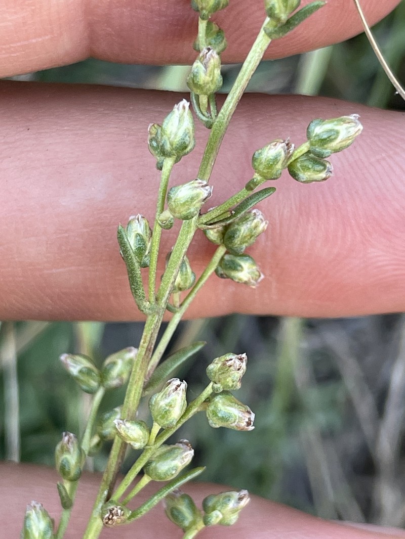 Artemisia campestris subsp. alpina photo 2