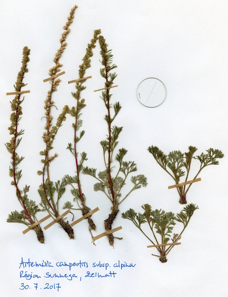 Artemisia campestris subsp. alpina photo 3