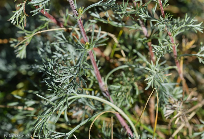 Artemisia campestris subsp. alpina photo 4