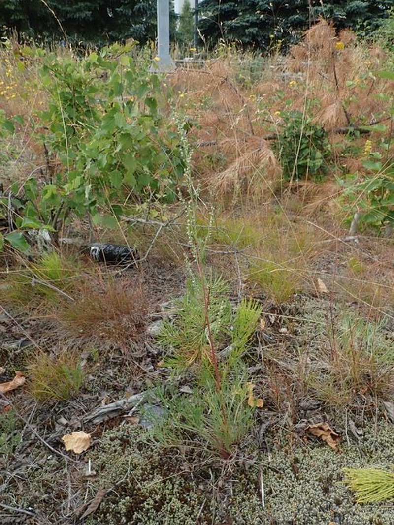 Artemisia campestris subsp. bottnica