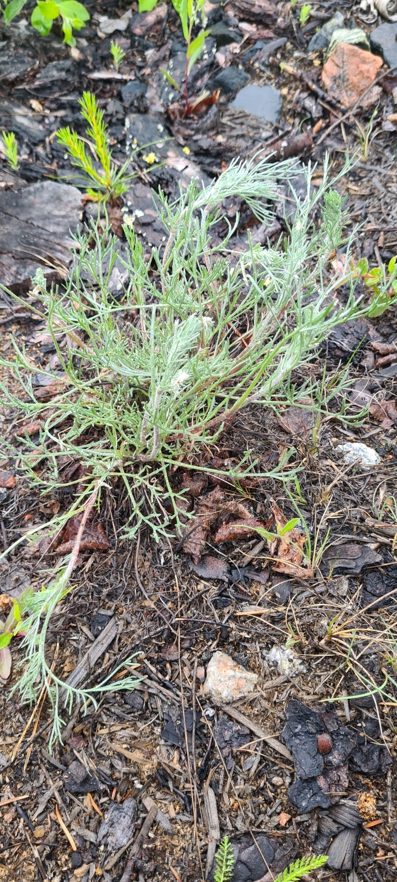 Artemisia campestris subsp. bottnica photo 2