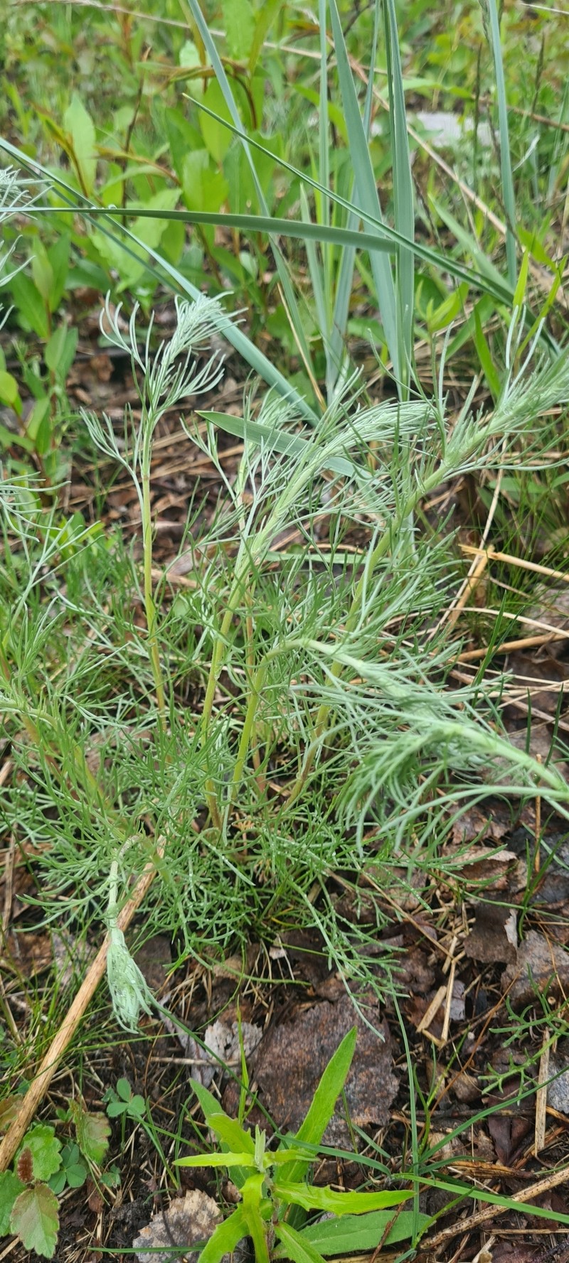 Artemisia campestris subsp. bottnica photo 3