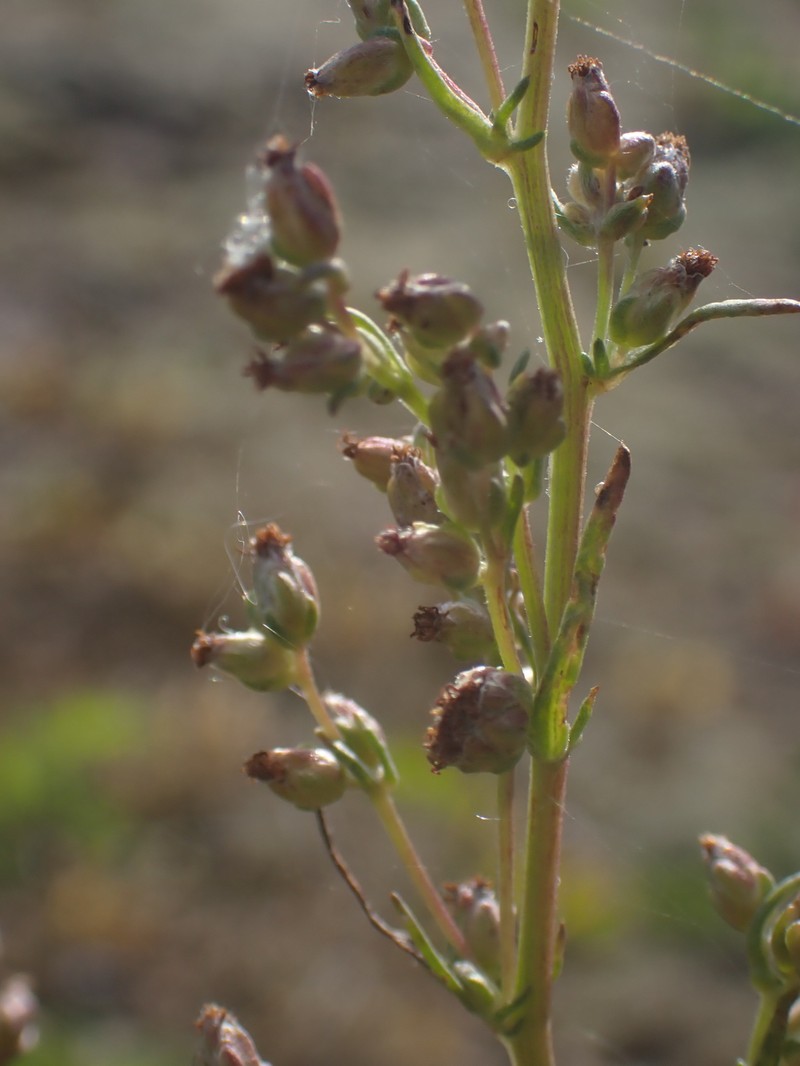 Artemisia campestris subsp. bottnica photo 4