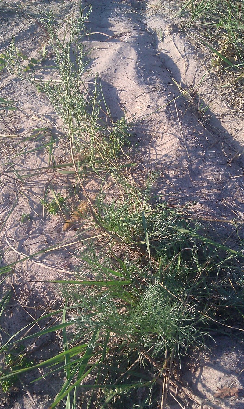 Artemisia campestris subsp. bottnica photo 5