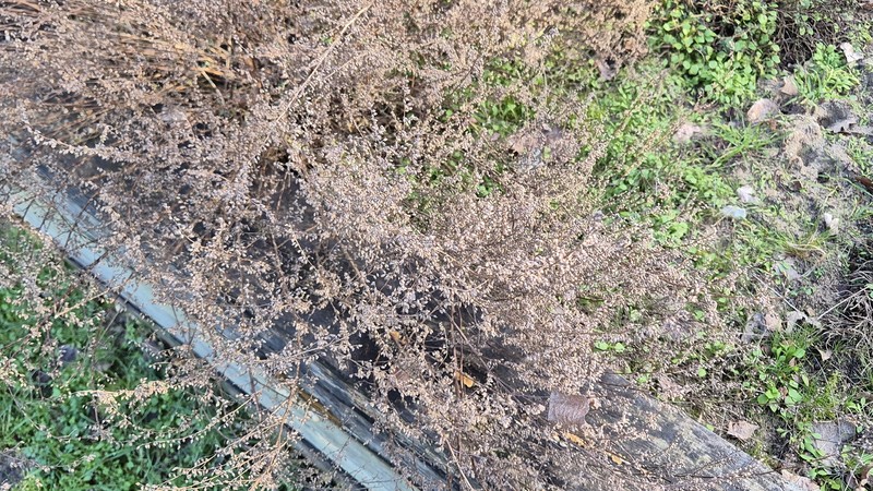 Artemisia campestris subsp. campestris photo 2