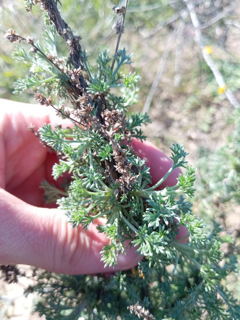 Artemisia campestris subsp. campestris photo 4