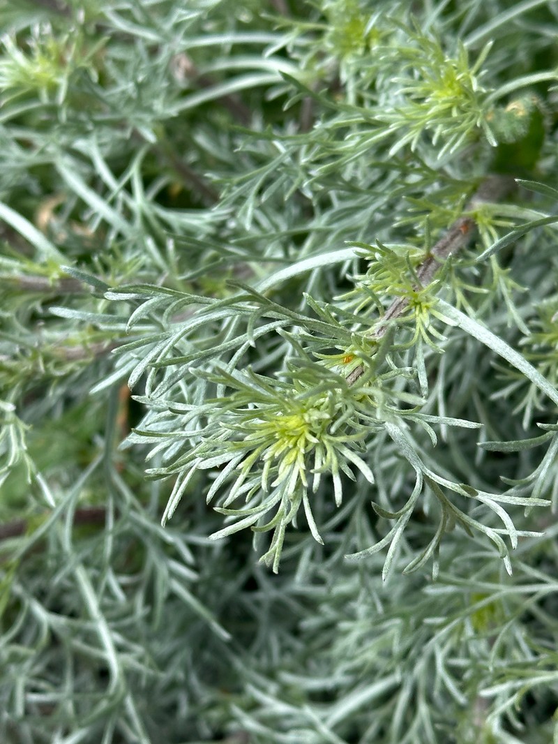 Artemisia campestris subsp. campestris photo 5