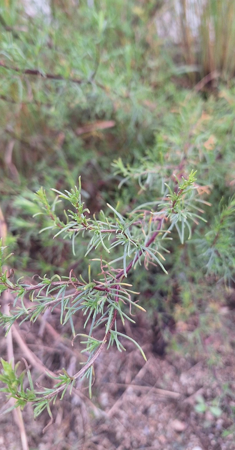 Artemisia campestris subsp. glutinosa