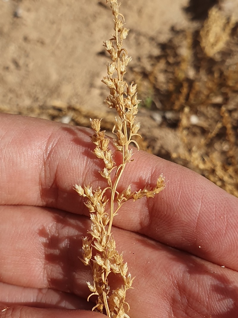 Artemisia campestris subsp. glutinosa photo 2
