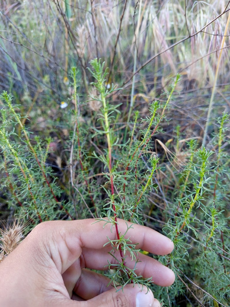 Artemisia campestris subsp. glutinosa photo 3