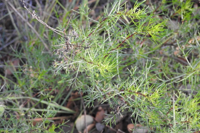 Artemisia campestris subsp. glutinosa photo 4