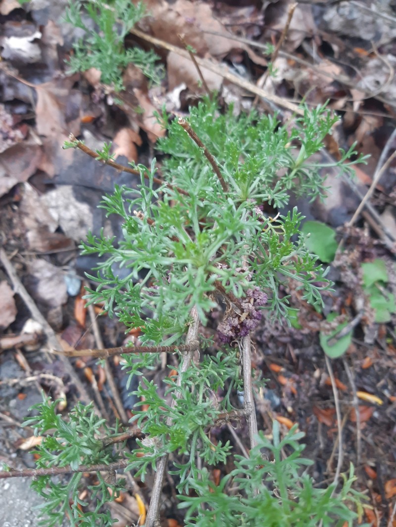 Artemisia campestris subsp. glutinosa photo 5
