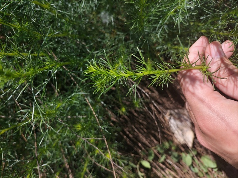 Artemisia campestris subsp. glutinosa photo 6