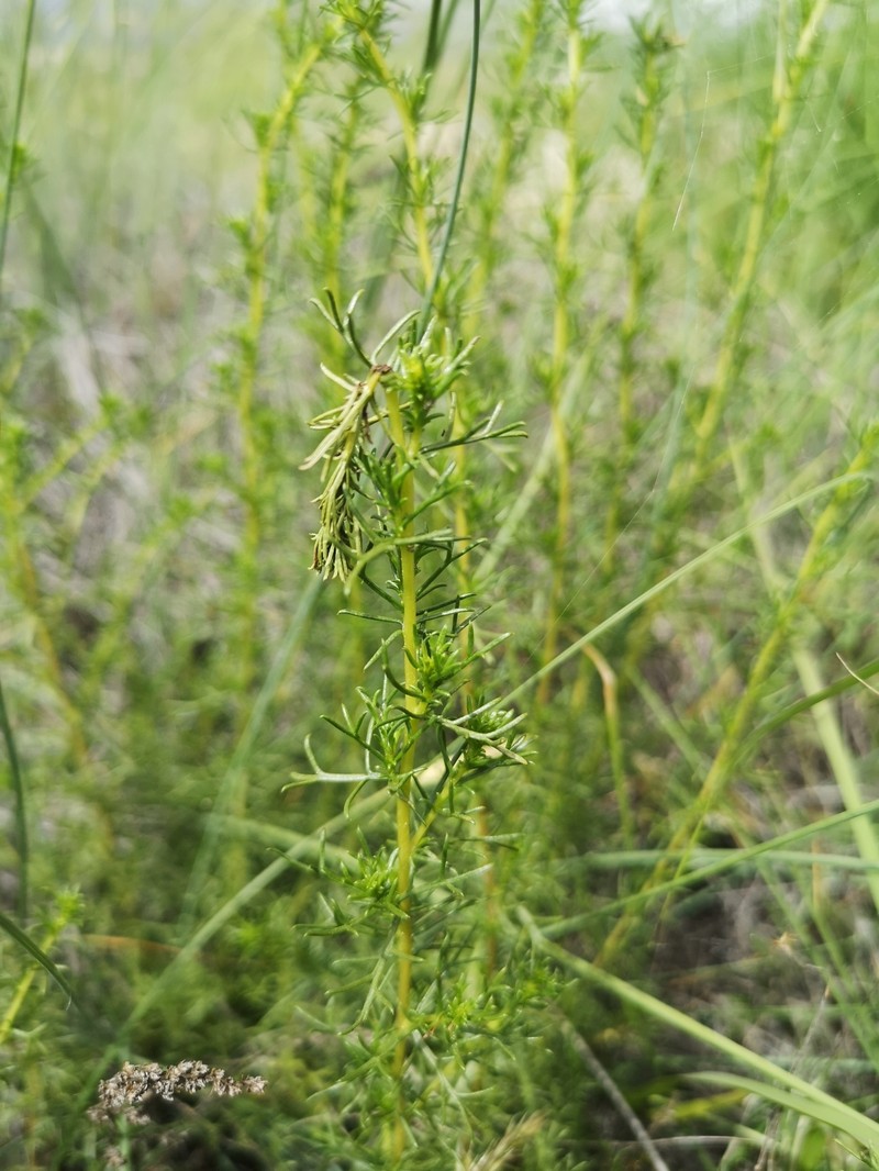 Artemisia campestris subsp. glutinosa photo 7