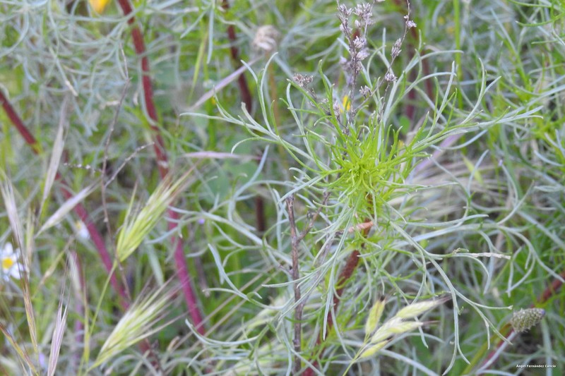 Artemisia campestris subsp. glutinosa photo 8