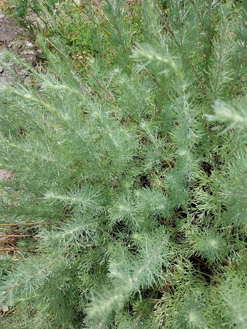 Artemisia campestris subsp. lednicensis