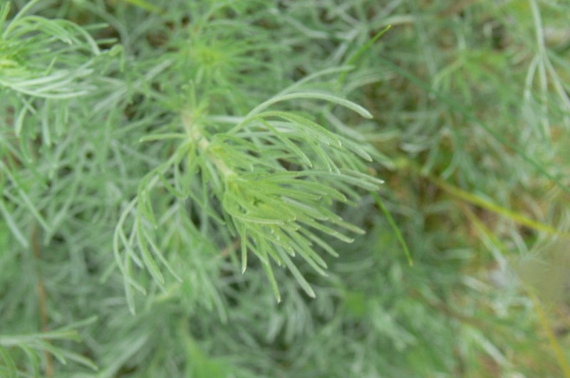 Artemisia campestris subsp. lednicensis photo 2