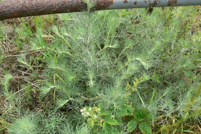 Artemisia campestris subsp. lednicensis photo 3