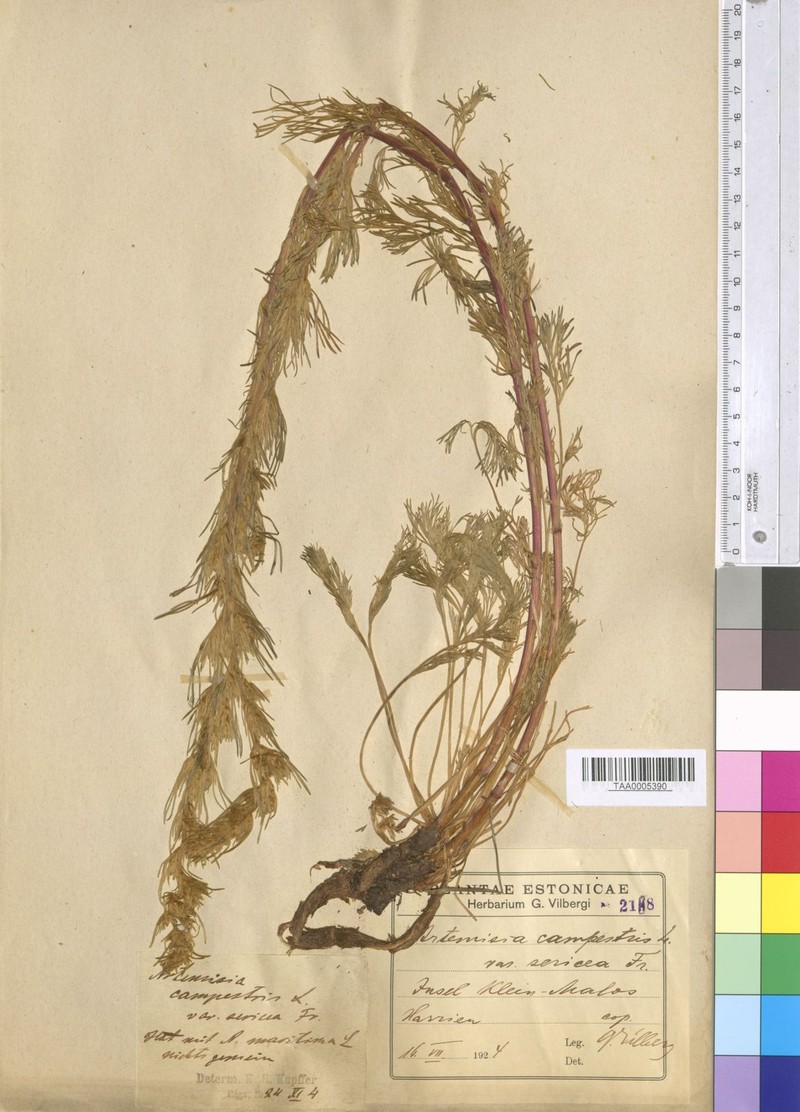 Artemisia campestris subsp. sericea photo 2