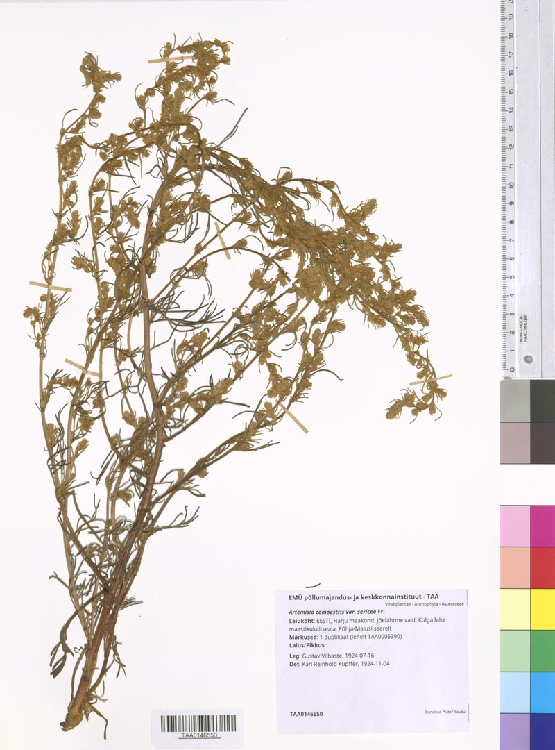 Artemisia campestris subsp. sericea photo 3