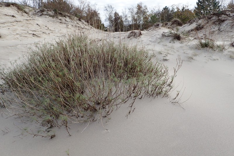 Artemisia campestris subsp. sericea