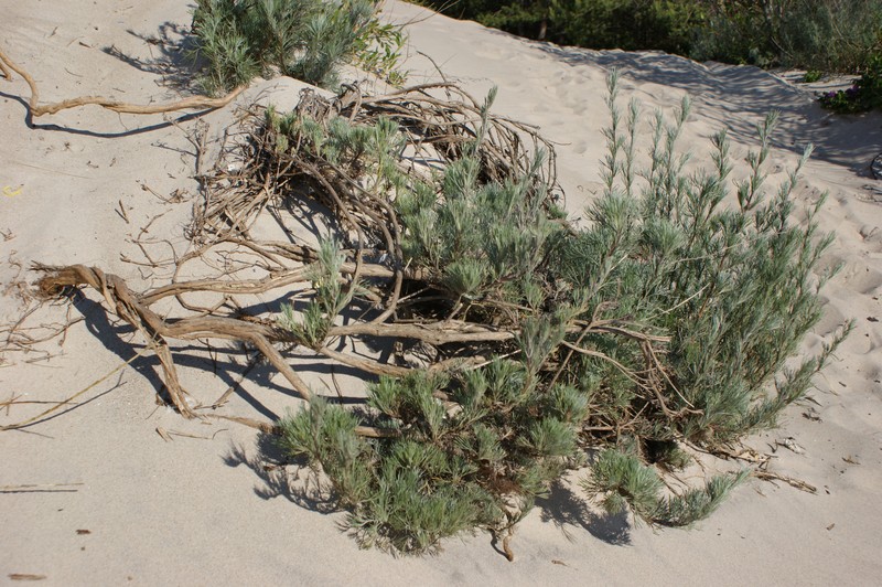 Artemisia campestris subsp. sericea photo 5
