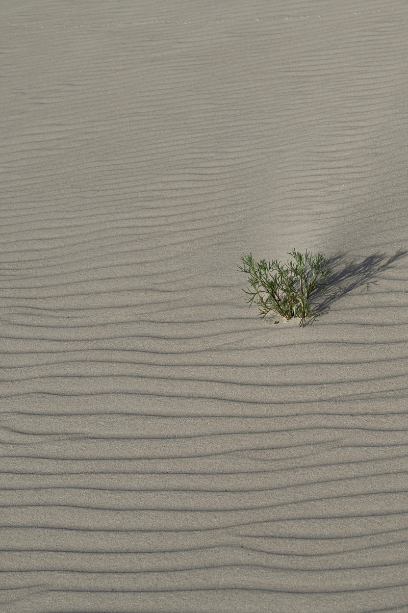 Artemisia campestris subsp. sericea photo 7