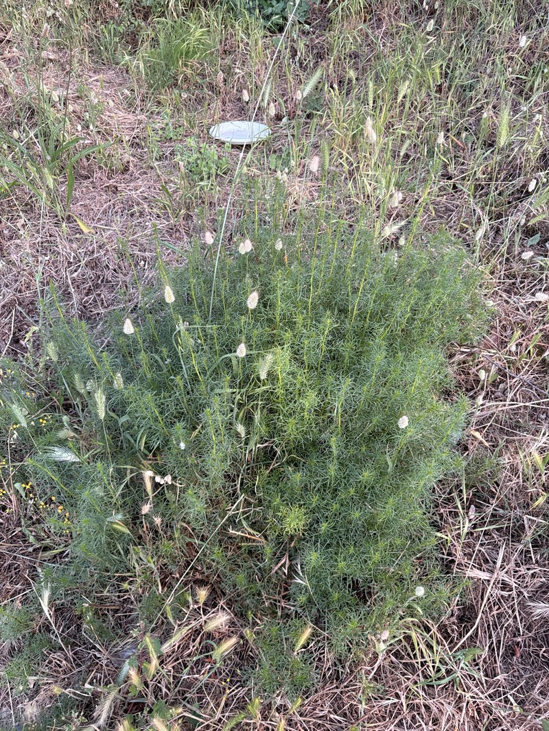Artemisia campestris subsp. variabilis