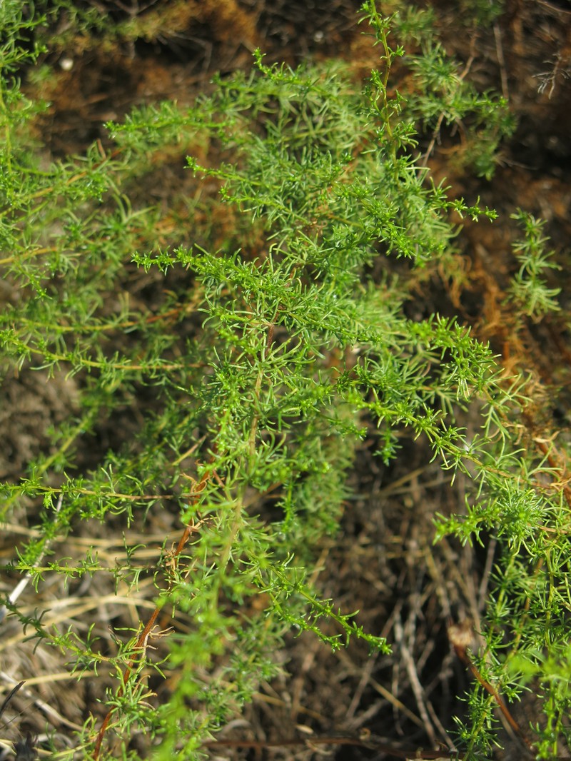 Artemisia campestris subsp. variabilis photo 2