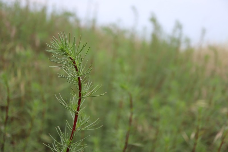 Artemisia campestris subsp. variabilis photo 3