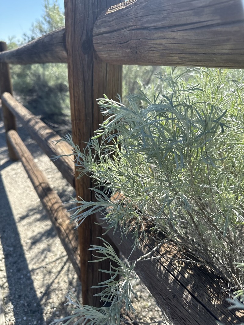 Silver Sagebrush photo 3
