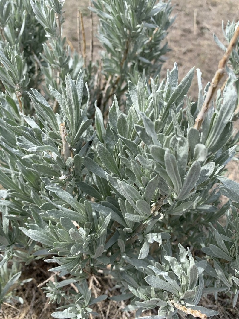 Silver Sagebrush photo 4
