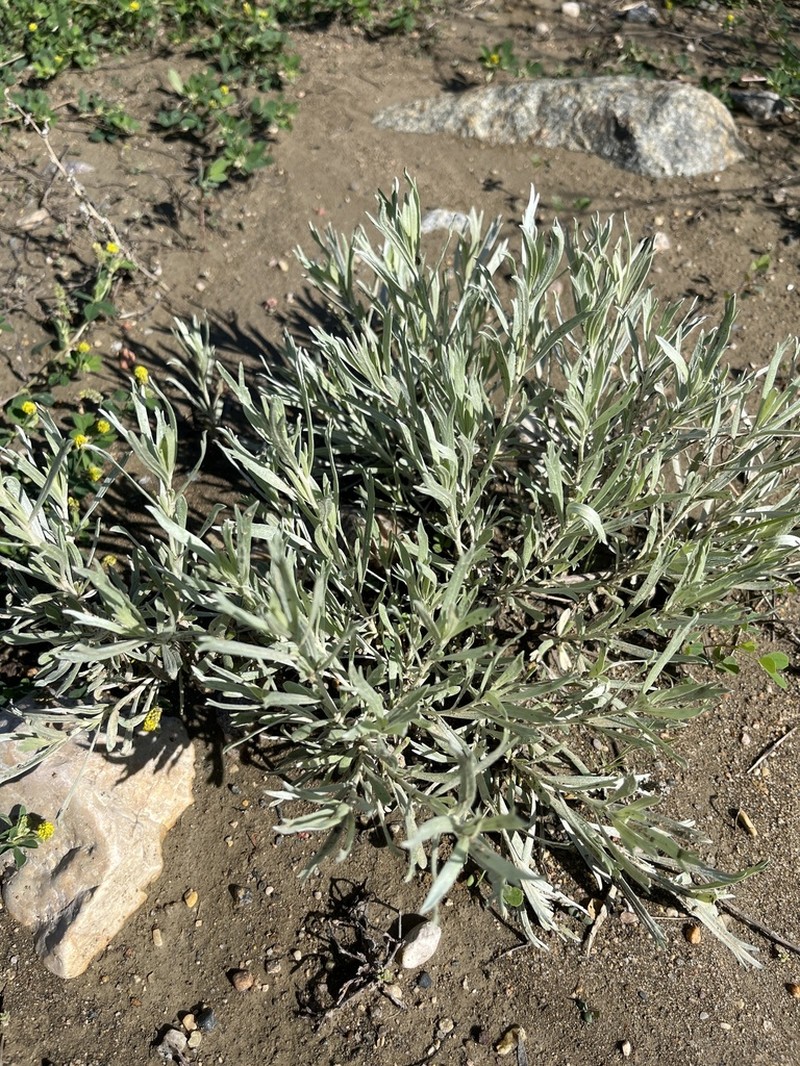 Silver Sagebrush photo 5