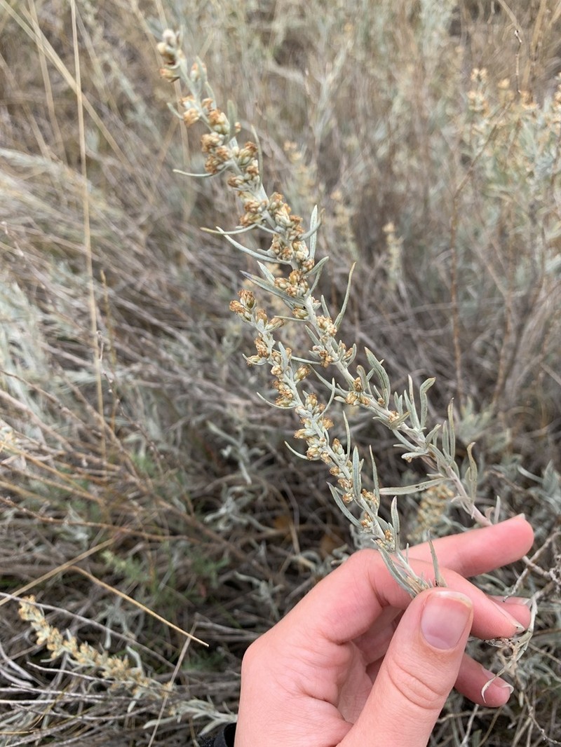 Silver Sagebrush photo 6