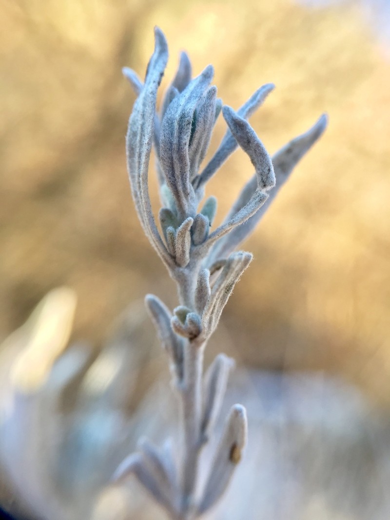 Silver Sagebrush photo 7