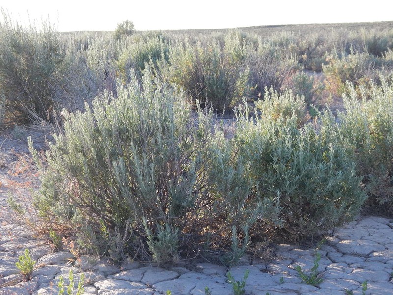 Silver Sagebrush photo 8