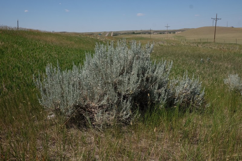 Artemisia cana subsp. cana
