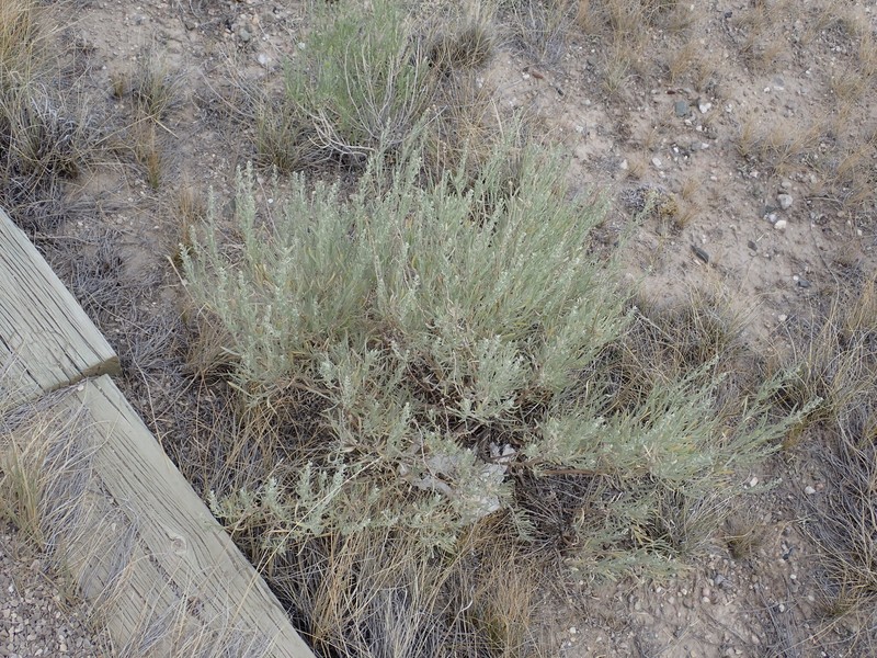 Artemisia cana subsp. cana photo 2