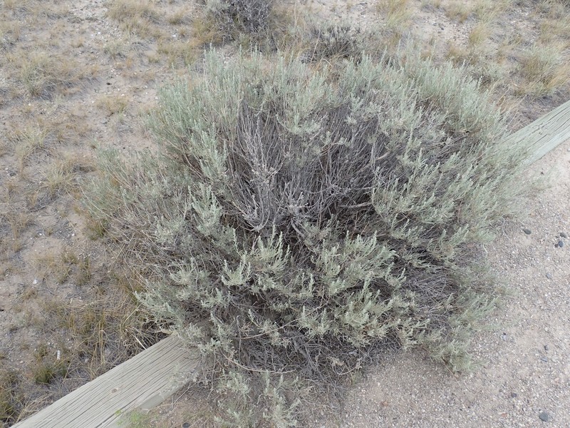 Artemisia cana subsp. cana photo 3