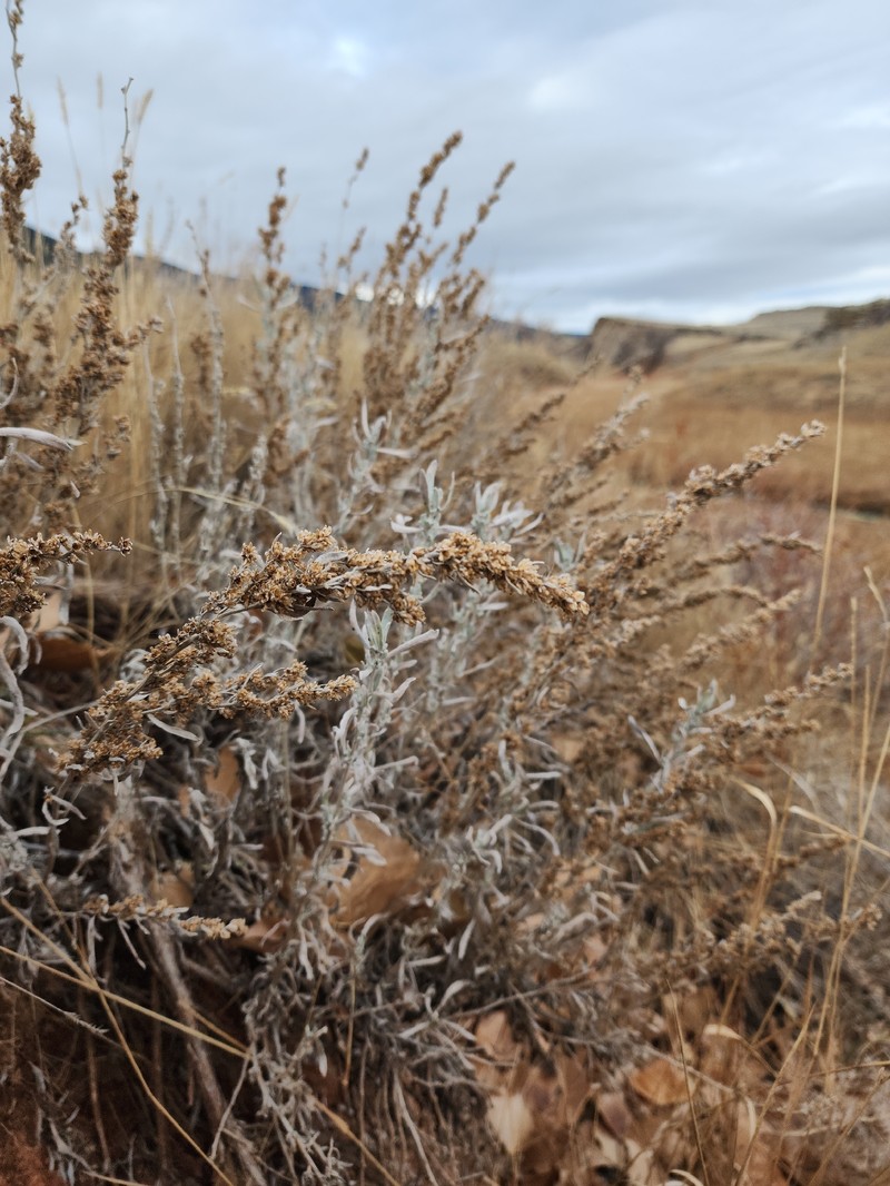 Artemisia cana subsp. cana photo 5