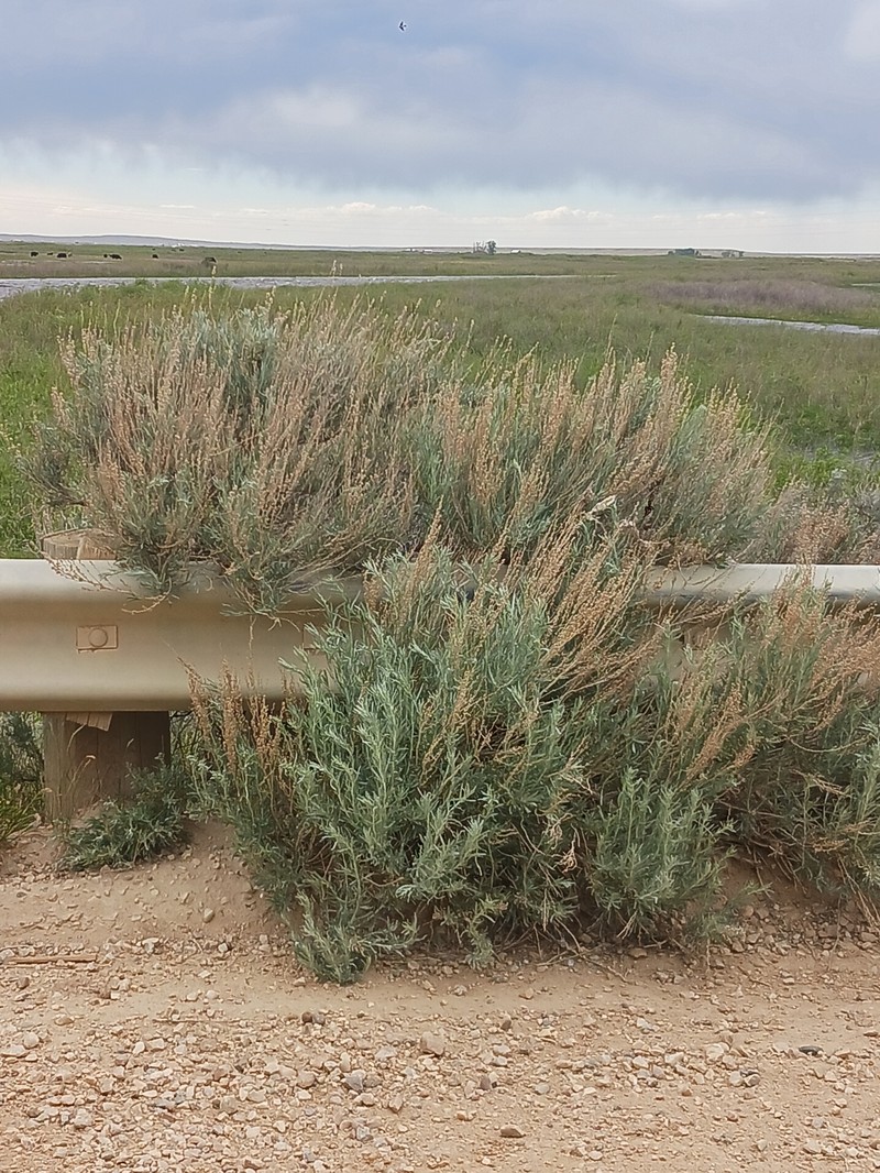 Artemisia cana subsp. cana photo 6