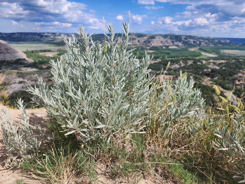 Artemisia cana subsp. cana photo 7