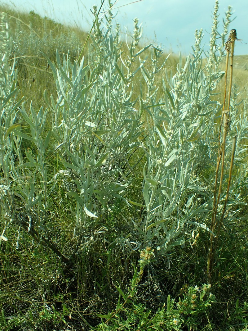 Artemisia cana subsp. cana photo 8