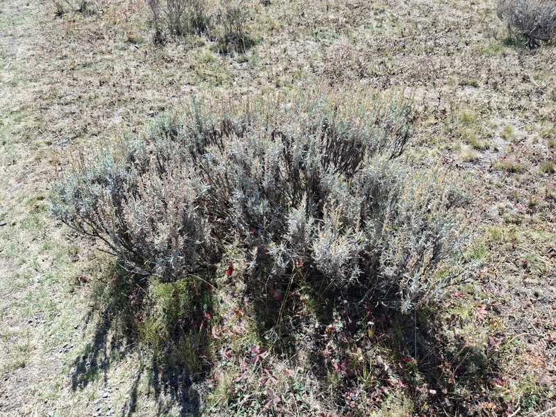 Artemisia cana subsp. viscidula