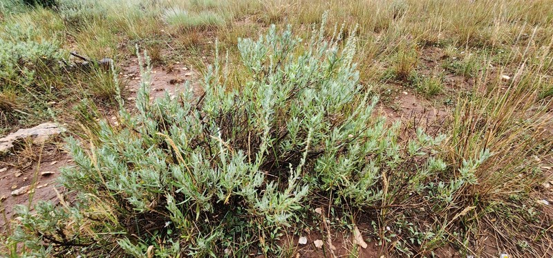 Artemisia cana subsp. viscidula photo 2