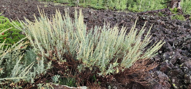 Artemisia cana subsp. viscidula photo 3