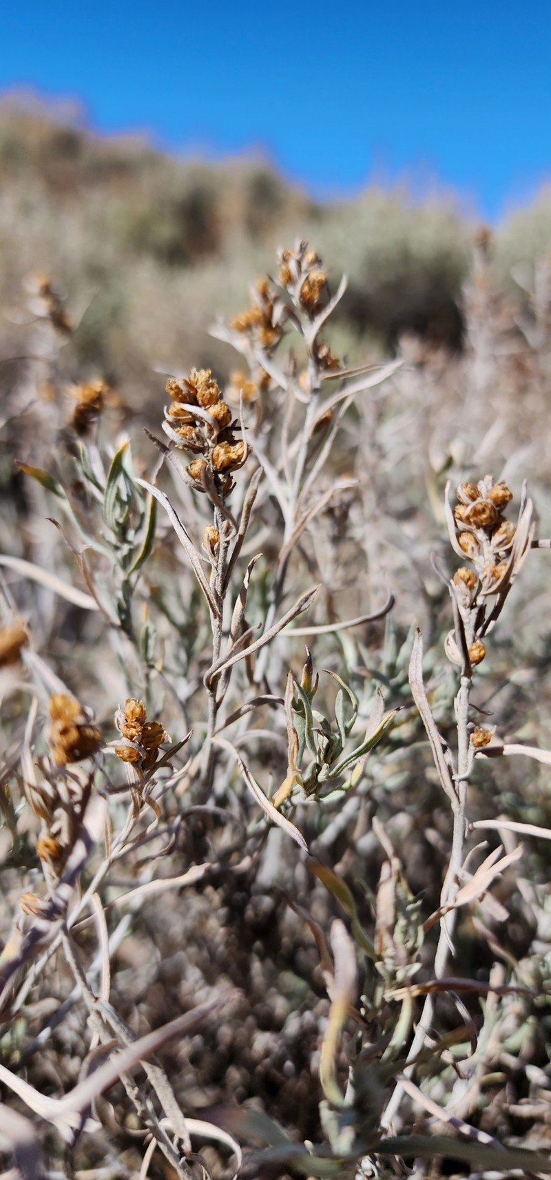 Artemisia cana subsp. viscidula photo 4