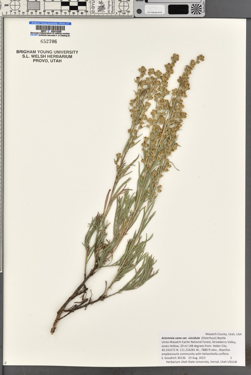 Artemisia cana subsp. viscidula photo 5