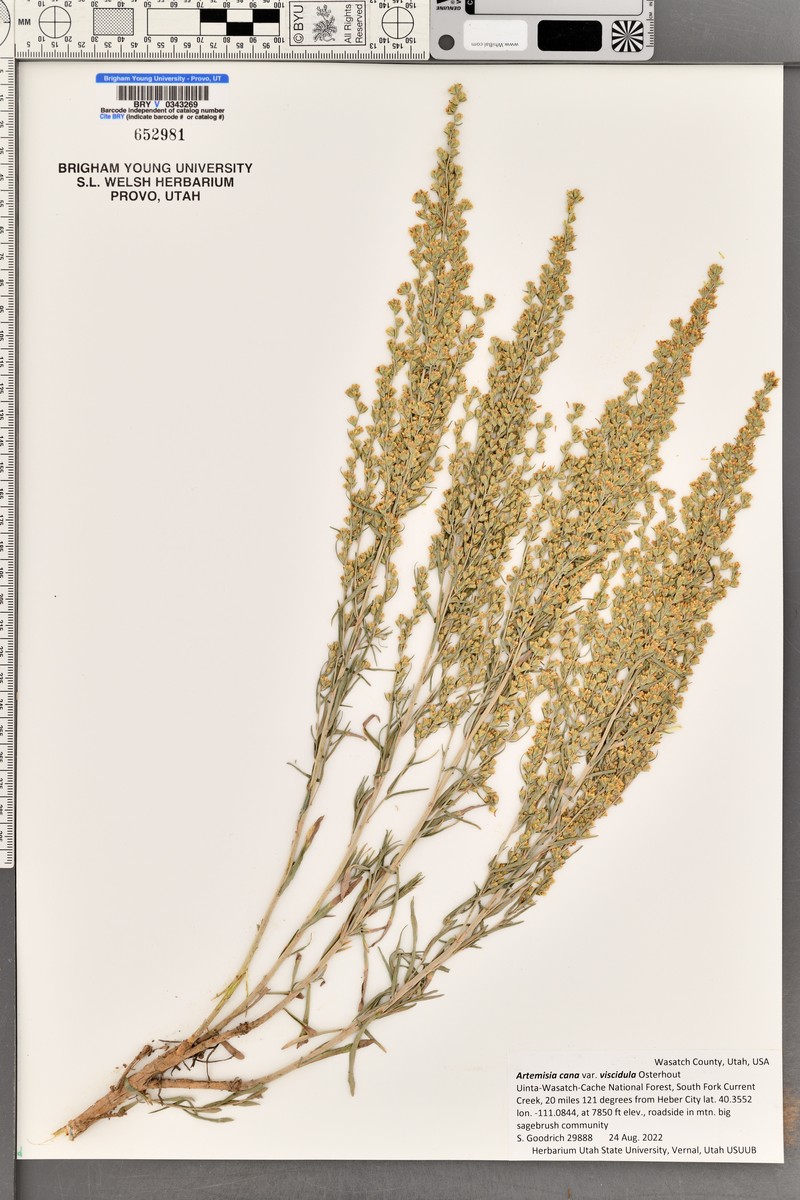 Artemisia cana subsp. viscidula photo 6