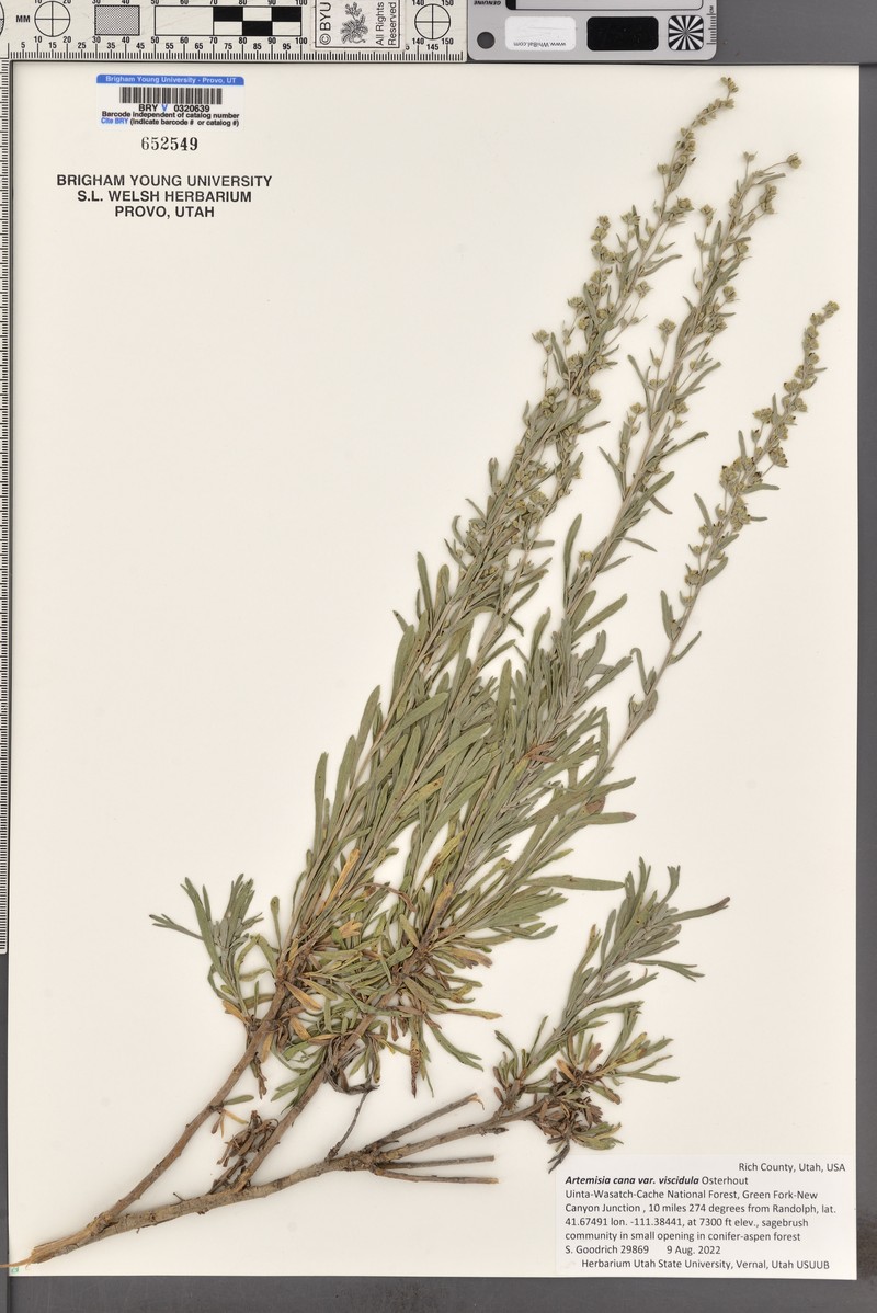 Artemisia cana subsp. viscidula photo 7